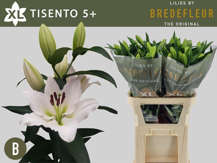 <h4>LI OT TISENTO</h4>