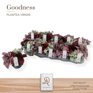 Hypoestes TRIO P12 Dolc'Amore® Etiket