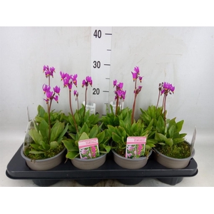 Dodecatheon meadia