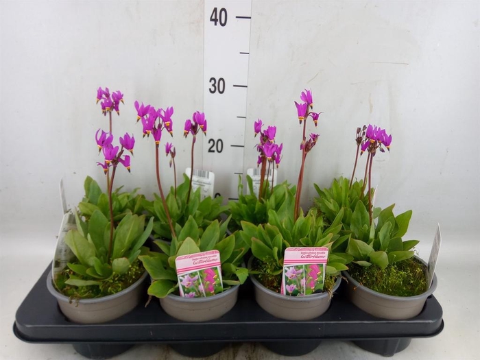 <h4>Dodecatheon meadia</h4>