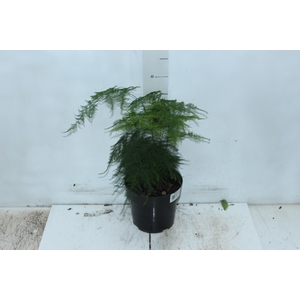 ASPARGO PLUMOSO P17