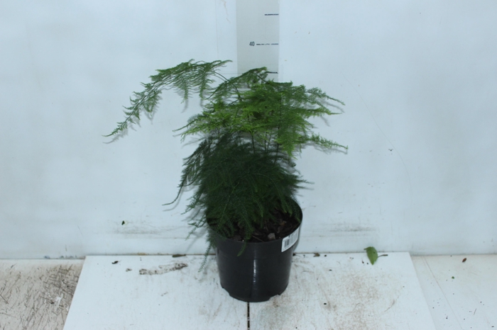 <h4>ASPARGO PLUMOSO P17</h4>