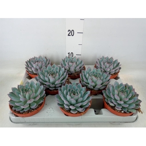 Echeveria  'Apus'