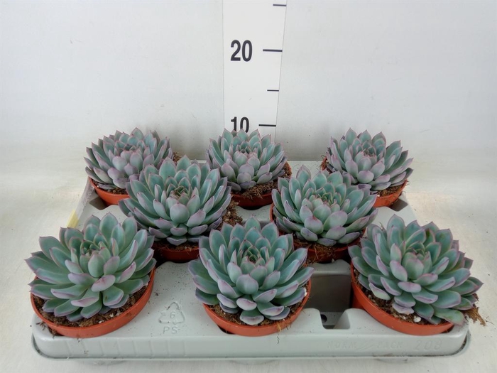 <h4>Echeveria  'Apus'</h4>