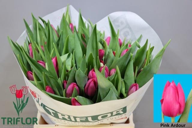 <h4>TU EN PINK ARDOUR</h4>