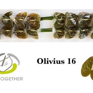 Anth A Olivius 11 cm X16 Bouman