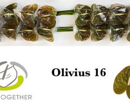<h4>Anth A Olivius 11 cm X16 Bouman</h4>