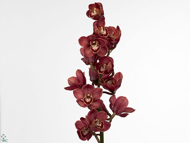 Cymbidium Lucifer Doos