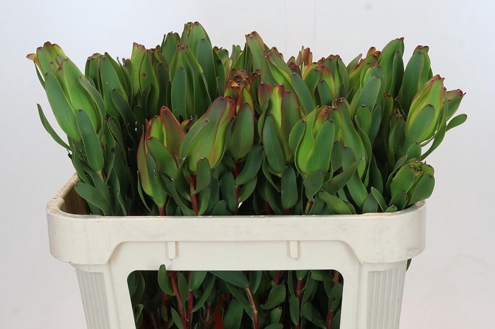 <h4>LEUCAD LAUREL YELLOW</h4>