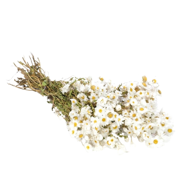 <h4>Droogbloemen - Rodanthe White</h4>