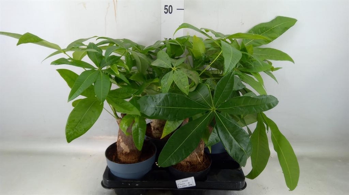 <h4>Pachira aquatica</h4>