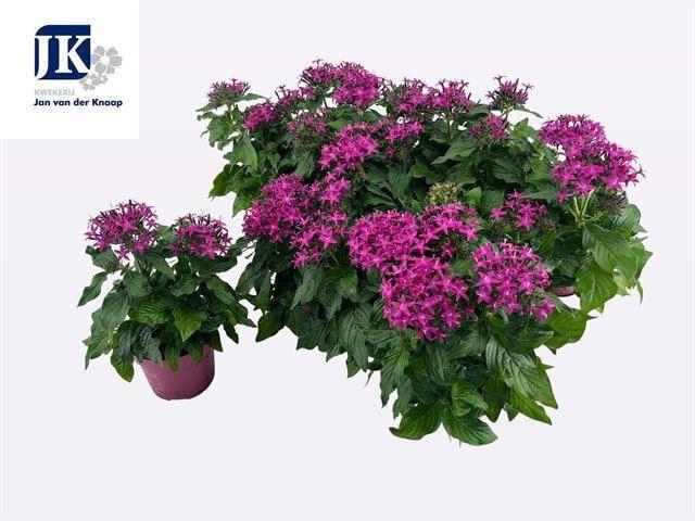 PENT GRAFFI VIOLET