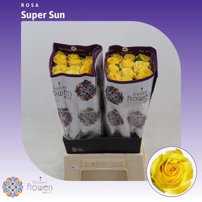 <h4>Rosa gr Super Sun</h4>