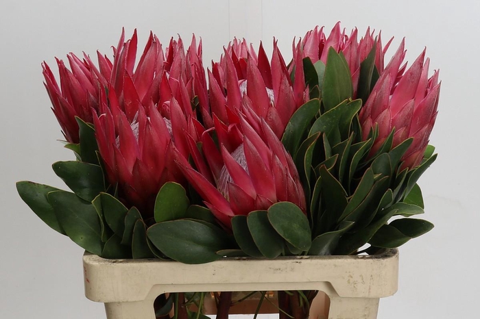 <h4>Protea Cynaroides Madiba</h4>