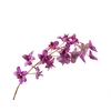 Dendrobium Pink Dark Velvet Diamond FL440048DPK
