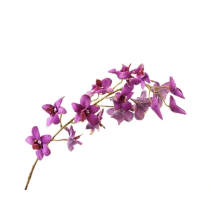 Dendrobium Pink Dark Velvet Diamond