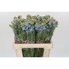 Oxypetalum Tweedia Blue