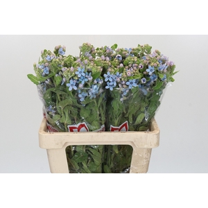 Oxypetalum Tweedia Blue