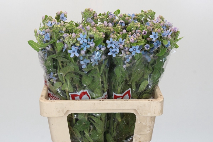 <h4>Oxypetalum Tweedia Blue</h4>