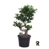 Ficus Mi Overig bonsai Ginseng S-Type
