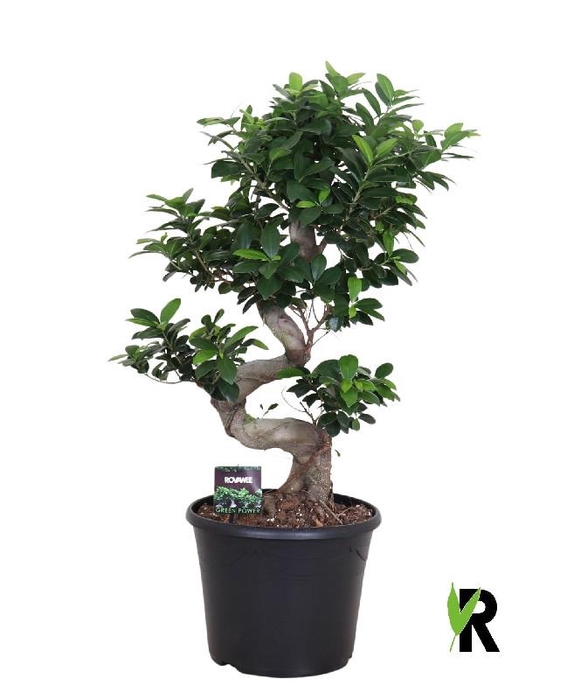 Ficus Mi Overig bonsai Ginseng S-Type