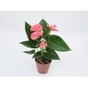 ANTHURIUM SWEET DREAM P12