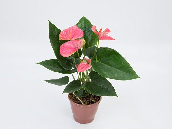 <h4>ANTHURIUM SWEET DREAM P12</h4>