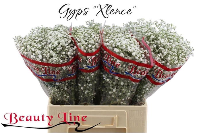 <h4>GYPS PA XLENCE</h4>
