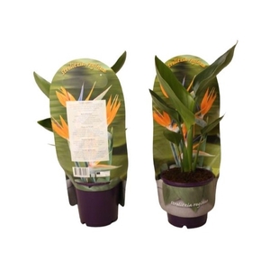 Strelitzia reginae in Sleeve