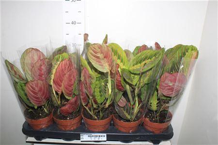 <h4>Maranta Fascinator</h4>