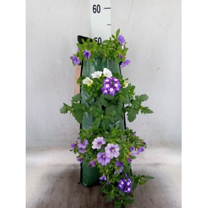 Petunia  'Surfinia'   ...