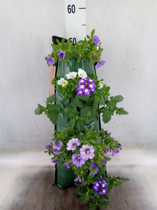 <h4>Petunia  'Surfinia'   ...</h4>