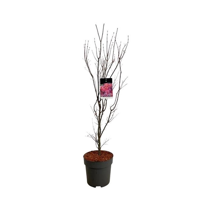 <h4>Acer pal. 'Skeeter's Broom'</h4>