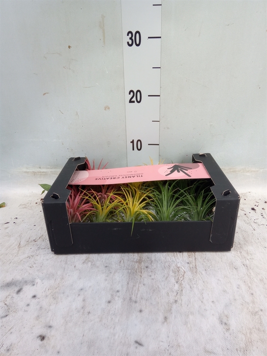 <h4>Tillandsia ionantha</h4>