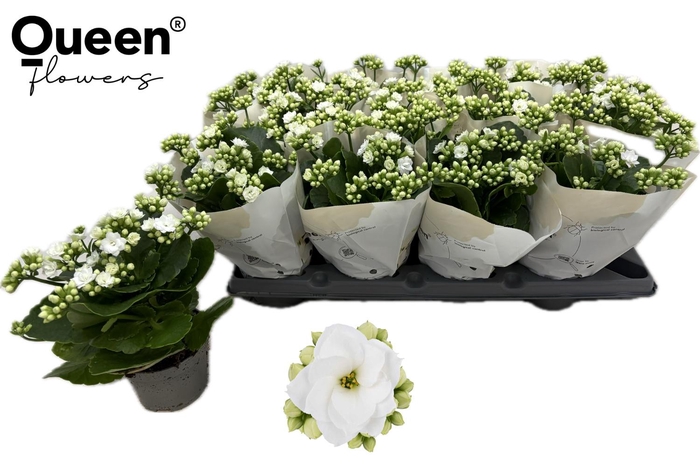 <h4>KAL GE RF GRETA</h4>