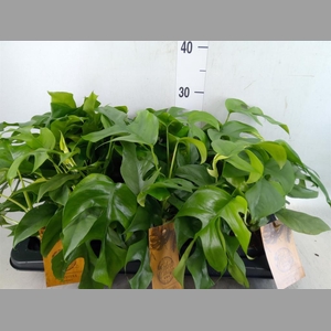 Monstera   ...