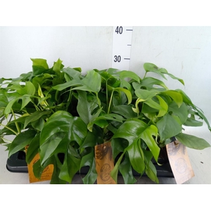 Monstera   ...