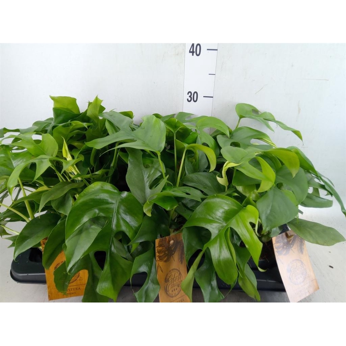 <h4>Monstera   ...</h4>