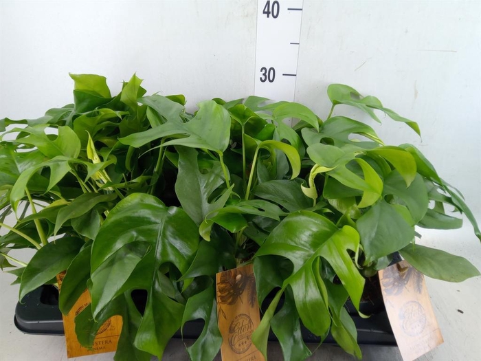 <h4>Monstera   ...</h4>