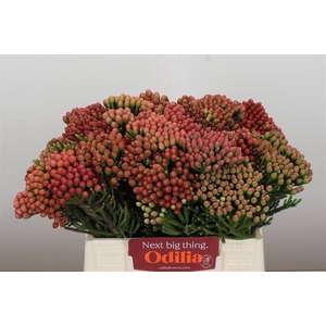Cape green red strawberry (Brunia)