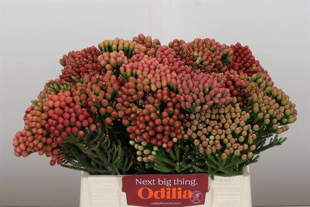 <h4>Cape green red strawberry (Brunia)</h4>