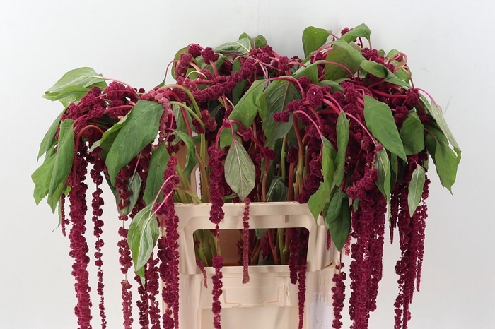 <h4>Amaranthus Cau Red Cord</h4>