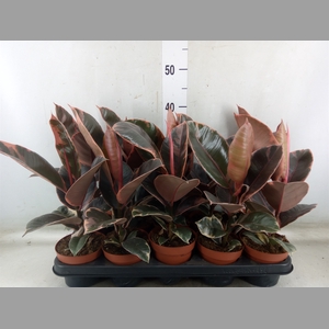 Ficus elastica 'Belize'