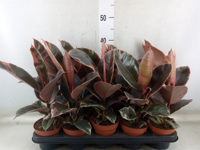 <h4>Ficus elastica 'Belize'</h4>