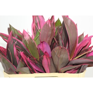 FOLHAGEM DRACENA BABY PINK
