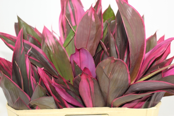 <h4>FOLHAGEM DRACENA BABY PINK</h4>