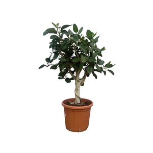 Ficus Benghalensis Audrey bonsai - 150cm