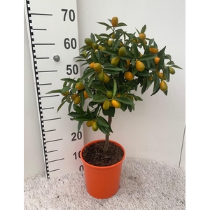 Citrus Kumquat Margarita on stem