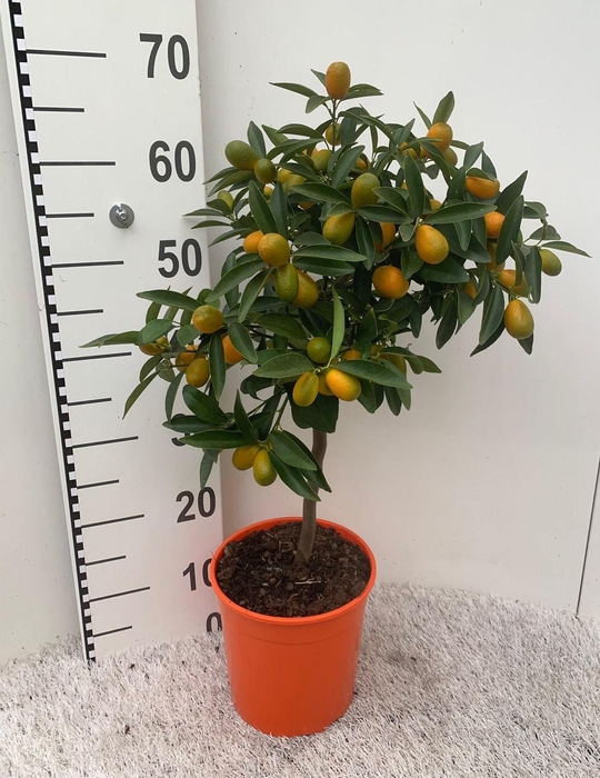<h4>Citrus Kumquat Margarita on stem</h4>