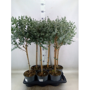 Eucalyptus gunnii